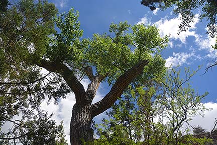 Cottonwood Trees, Sycamore Canyon, April 16, 2015